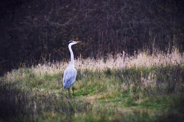 great blue heron