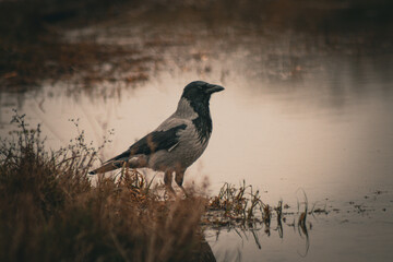 Crow near the lake