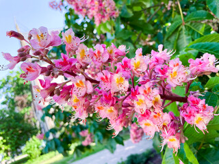 Fleischrote Rosskastanie, Aesculus × carnea Blüte  in rosa Pink