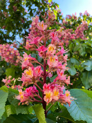 Fleischrote Rosskastanie, Aesculus × carnea Blüte  in rosa Pink
