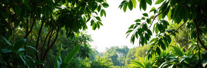 Lush green canopy of trees creating a natural tunnel.