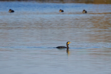 Cormorant in lake with shiny neck, a drop of water falls from the cormorant's beak, cormorant reflected in lake, slight waves on lake, ducks in background Phalacrocoracidae