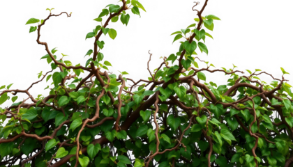 Corkscrew Willow Tree: A Close-Up of Twisted Branches and Green Leaves.