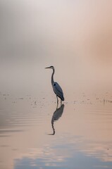 Elegant heron standing in tranquil water with perfect reflection, capturing a moment of serenity and peace