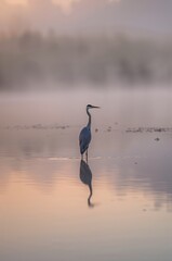 Elegant heron standing gracefully in tranquil water at sunrise with perfect reflection and dreamy atmosphere