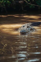 Majestic alligator gliding through murky water, creating a stunning and dramatic wildlife portrait in natural habitat