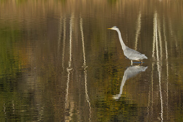 The long neck of a gray heron is reflected in the shallow water, tree trunks are reflected, gray heron stands in a shallow pond, slightly calm water surface, gray plumage, Ardea cinerea