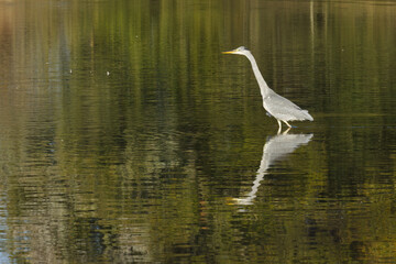 Grey heron reflected in smooth green shimmering water, trees and green leaves reflected in the pond, grey heron standing in a shallow pond, Ardea cinerea
