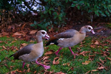 Two ducks walking on green grass among fallen leaves in a garden during autumn evening
