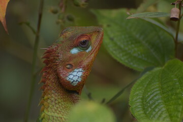 close up of a lizard