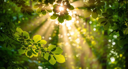 Sunbeams shining through green leaves in a forest canopy sunlight sun rays