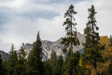 Tall pine trees (genus Pinus) populate a mountainous landscape with rugged peaks in the background. The scene includes a mix of evergreen foliage and deciduous trees with autumn colors