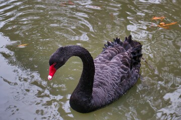 Naklejka premium Black swan gracefully swimming in a tranquil pond surrounded by autumn leaves in the afternoon sunlight