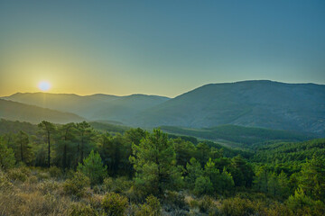 Obraz premium The effect of the rising sun creating beams of light through the morning mist in a maritime pine forest, with sandy soil covered in brown cones