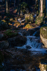 river or creek in the forest with moss on the trees and rocks in warm evening light