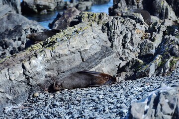 Fur Seal enjoying the sunshine