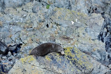 Fur Seal enjoying the sunshine