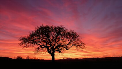 Majestic bare tree silhouetted against a breathtaking vibrant sunset sky painting the horizon with fiery orange and purple hues.