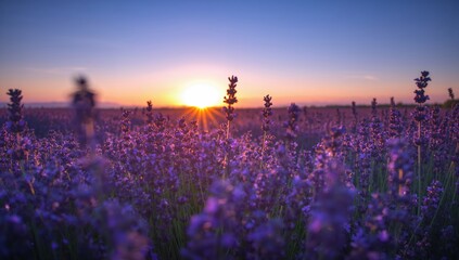 Stunning lavender field at sunset with vibrant colors and golden hour glow, perfect for travel and wellness campaigns