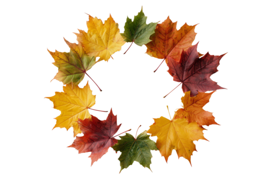 Circle of autumn maple leaves vibrant colors isolated on black displaying seasonal change isolated on transparent background