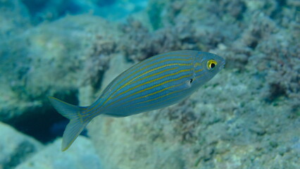 Salema porgy or dreamfish (Sarpa salpa) undersea,  Ligurian Sea, Italy, Imperia