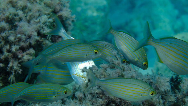 Salema porgy or dreamfish (Sarpa salpa) undersea,  Ligurian Sea, Italy, Imperia
