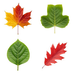 Colorful autumn leaves in various shapes and sizes isolated on white  