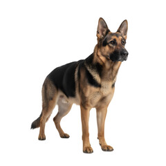 German Shepherd Dog Standing Alertly Isolated on a Black Background Studio Portrait