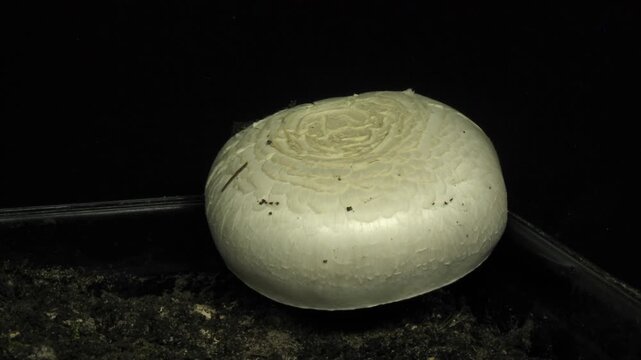 Time lapse of growing champignon (agaricus bisporus) mushroom