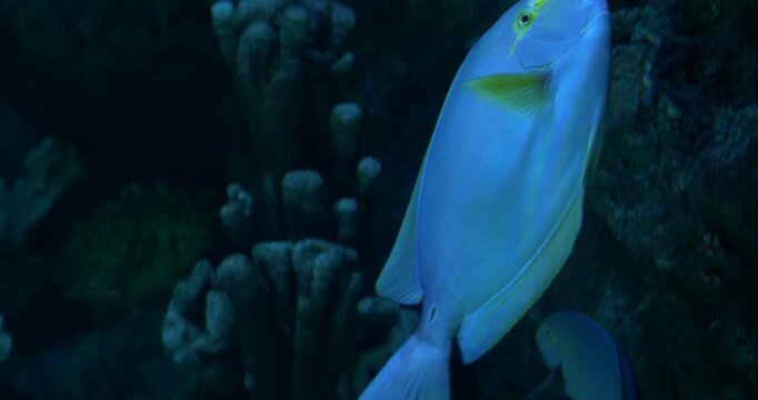 Doctorfish 