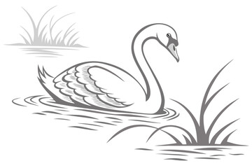 Swan Swimming in Water with Reeds Keywords: swan, bird, animal, wildlife, water, lake, pond