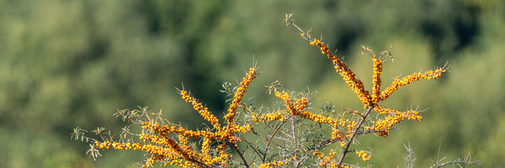 Sanddorn (Hippophae rhamnoides) 