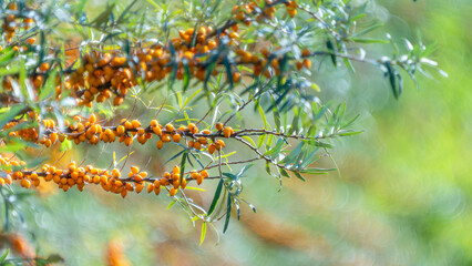Sanddorn (Hippophae rhamnoides) 