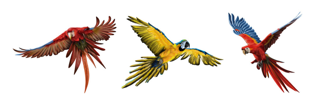 Colorful macaw parrots flying in the sky, detailed wildlife digital illustration.
