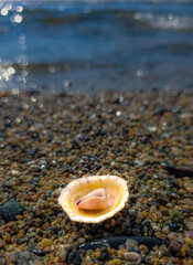 seashell on the beach