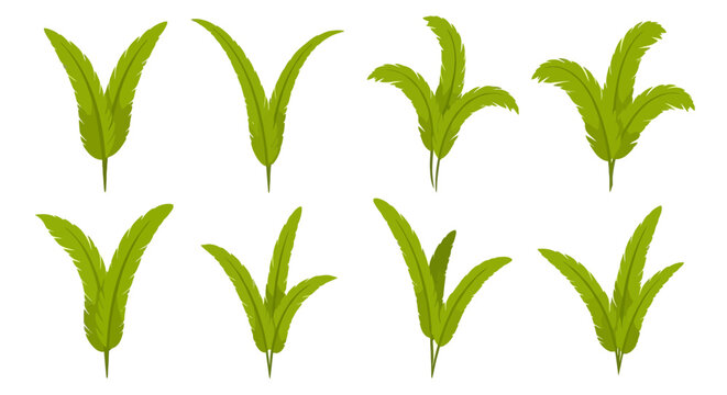 eight vibrant green ferns arranged neatly in two rows