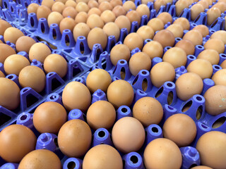 Obraz premium Rows of brown eggs in purple trays at a market