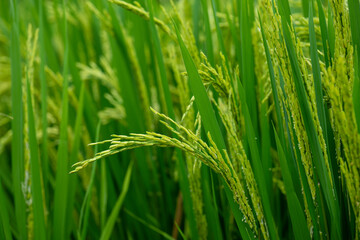 Green Rice Ears in the Paddy Field, Symbolizing Abundance and Vitality in Agricultural Landscapes