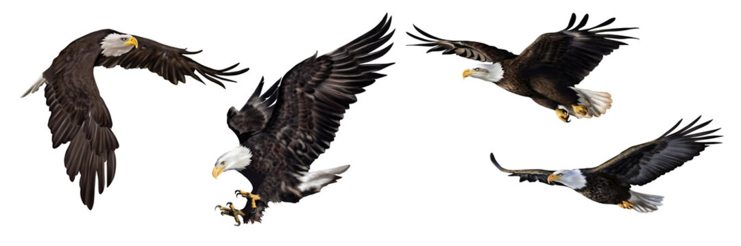Majestic bald eagles flying and hunting, symbol of strength, power, and freedom.