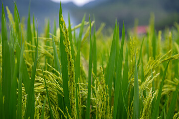 Green Hope in the Rice Fields: A Close-Up View of Lush Rice Plants