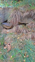 Nature Stones Grass Texture Leaves Organic Growth Abundance Vegetation Flora Landscape Ground Cover Ecosystem Harmony