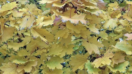 Vibrant Autumn Yellow Maple Leaves Nature Close-Up Photography