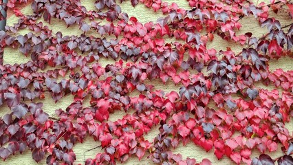 Vibrant Red Ivy Leaves Climbing Textured Wall Nature Beauty
