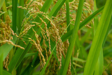 A Bountiful Scene of Golden Rice Ears in the Field