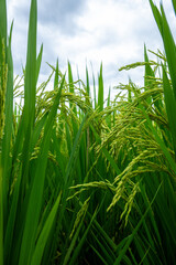 Golden Rice Ears in the Paddy Field Under a Cloudy Sky