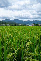 Scenic View of a Rice Paddy with Lush Green Plants and Distant Mountains Under a Cloudy Sky