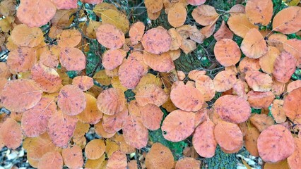 Autumn Leaves Vibrant Colors Nature Foliage Landscape Seasonal Beauty