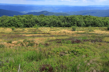 Border between  forest and grass meadows in Bieszczady Mountains, Polonina Wetlinska, Poland