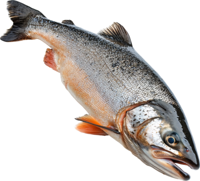 salmon  - Powered by Adobe