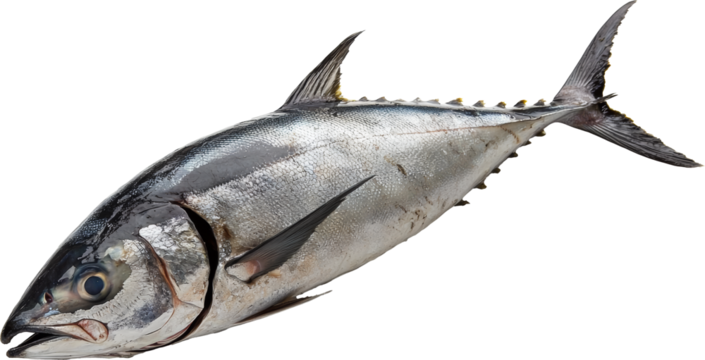 tuna 